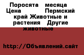 Поросята 3 месяца › Цена ­ 5 000 - Пермский край Животные и растения » Другие животные   